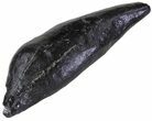 Fossil Sperm Whale Tooth - South Carolina #63558-1